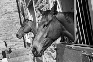 _middleham open day 34.jpg